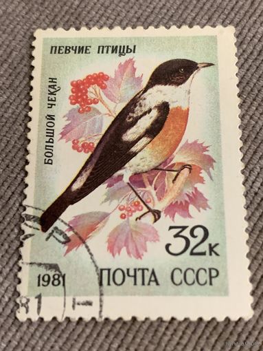 СССР 1981. Птицы. Большой чекан. Марка из серии