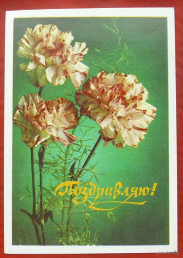 Поздравляю! Чистая. 1977 года. Костенко. 1693.