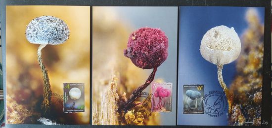 Беларусь 2020 КМ Миксомицеты , 25 экз.