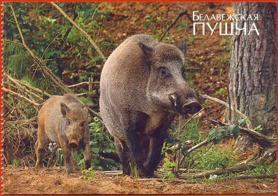 Беларусь 2009 Беловежская пуща фауна кабаны из буклета /прошла почту /