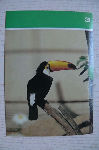 Тукан; 1988, из серии "Птицы Московского зоопарка".