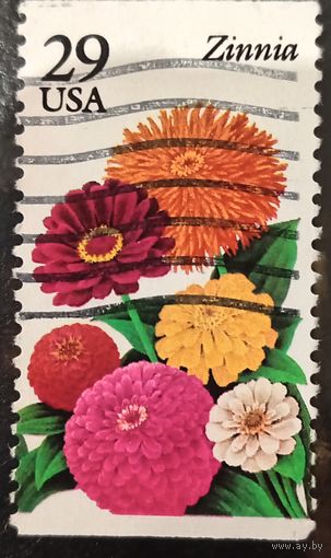 США. Флора. Цветы. Цинния