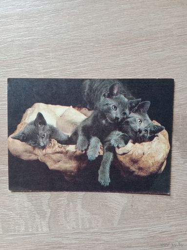 Календарик 1992