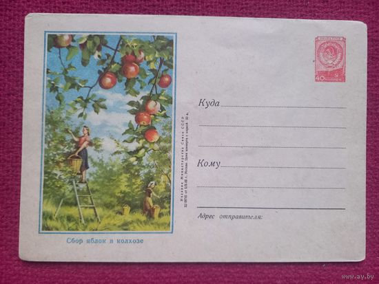 ХМК Сбор яблок в колхозе. 1955 г. Чистый.