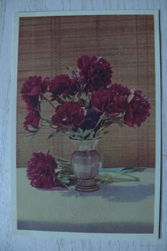 Шагин И., Пионы; 1965, подписана.