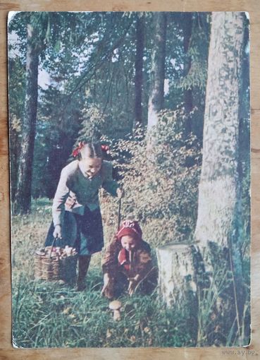 Ананьин М. Сбор грибов. 1954 ПК. Чистая.