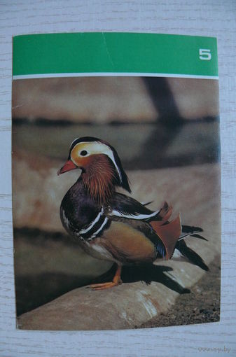 Мандаринка; 1988, из серии "Птицы Московского зоопарка".