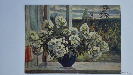 1956. цветы. Орлов. Белые флоксы
