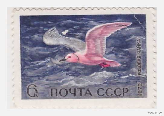 СССР 1972 Розовая чайка