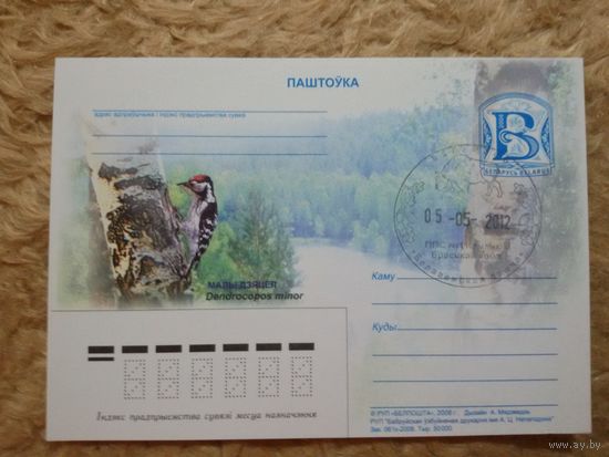 СГ Беларусь. 2012. Беловежская пуща. Дятел