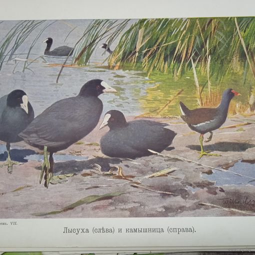 Лысуха ... Литография СПБ. Энциклопедическая гравюра конец 19века 25х17см. РАСПРОДАЖА КОЛЛЕКЦИИ.