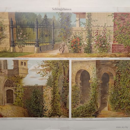 Хромолитография. Schlingpflanzen     Германия .     19-20в.