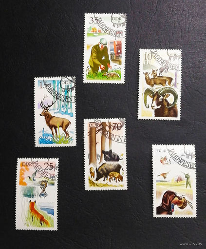 ГДР 1977 г. Охота. Фауна, полная серия из 6 марок #0236-Ф1P46