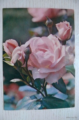 Матанов Н., Роза; 1985, подписана.