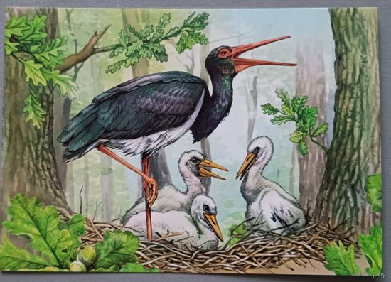 Черный аист. Открытка, глянец