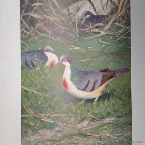 Кровавый голубь. Литография СПБ. Энциклопедическая гравюра конец 19века 25х17см. РАСПРОДАЖА КОЛЛЕКЦИИ.