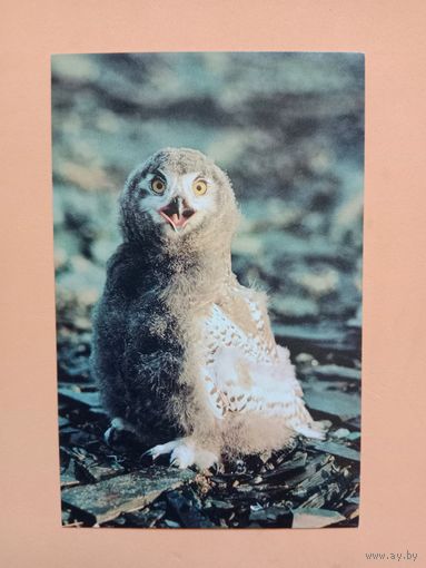 Открытка 1985