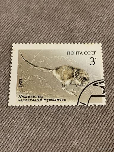 СССР 1985. Пятипалый карликовый тушканчик. Марка из серии