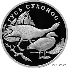 Красная книга: Гусь сухонос