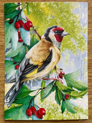 Открытка для посткроссинга "Природа России: Птицы. Европейский щегол" 11,5 х 15,8 см.