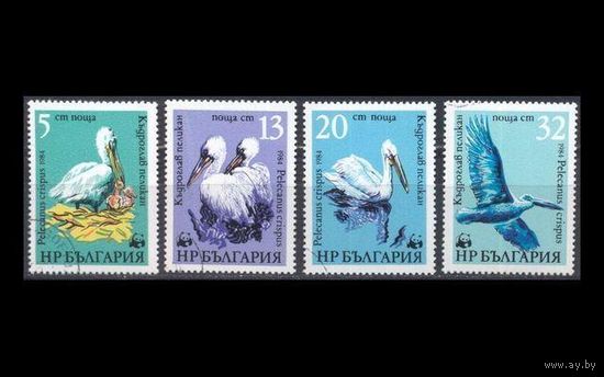 Марки Болгария 1984. Пеликаны. Полная серия 4 марки.