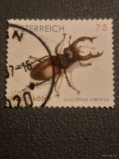 Австрия. Фауна. Жуки. Lucanus Cervus