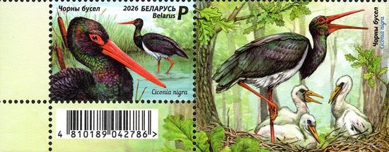 Беларусь Belarus 2026, (1425L) Черный аист. Фауна. Птицы. Black stork Fauna Birds, 1 марка с купоном **