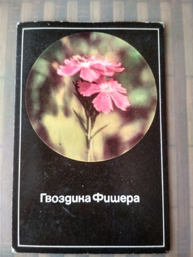 Карманный календарик. Гвоздика Фишера. 1989 год