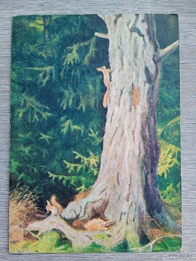 1954. Никольский. Белки