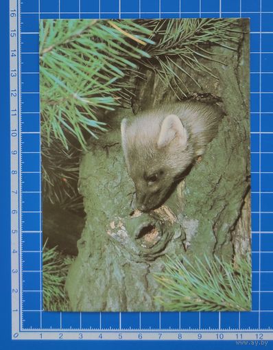 Открытка 1986 год. "Соболь". Фото Г. Смирнова.