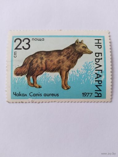 Болгария  1977   шакал