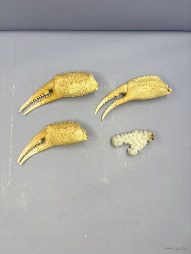 Клешни краба и маленький коралл