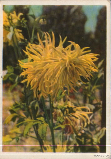 Чистая открытка 1963г. "Георгины" худ. М. Савин