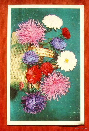 С праздником! Чистая. 1977 года. Круцко. 1799.