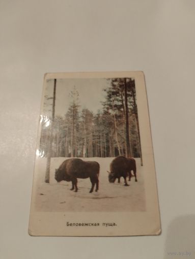 Календарик Беловежская пуща.