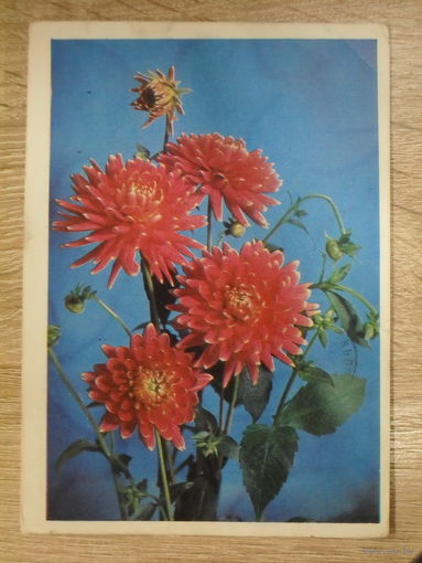 ПОДПИСАННАЯ ОТКРЫТКА СССР. "ГЕОРГИНЫ 2". ФОТО. Г. КОСТЕНКО. 1975 ГОД.