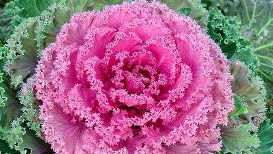 Капуста Tokio Rose