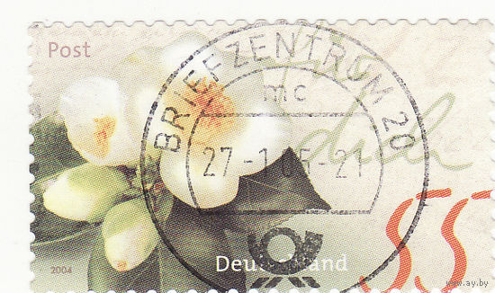 Камелия юннаненсис 2004 год