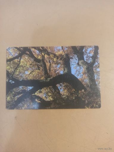 Календарь 1989/5