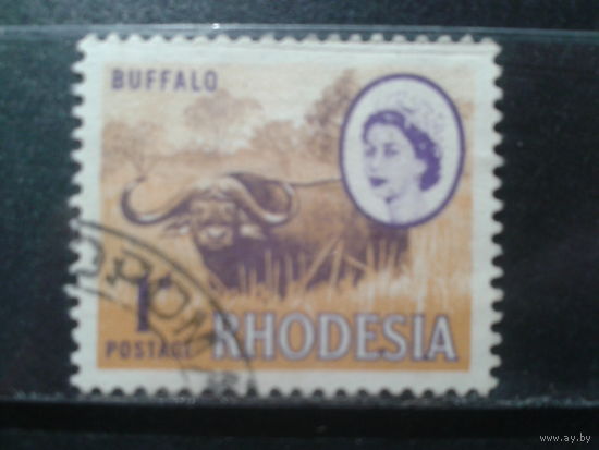 Родезия, 1966. Буйвол и королева Елизавета II