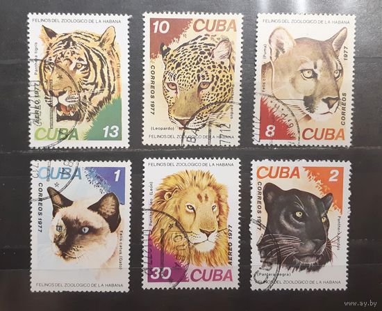 Куба. 1977 год. Фауна. Дикие кошки (696)