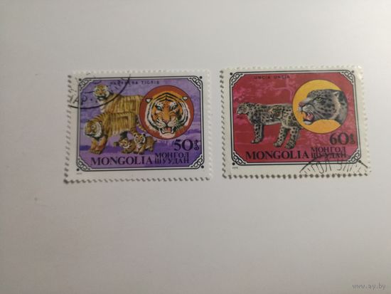 Монголия 1979. Дикие кошки.