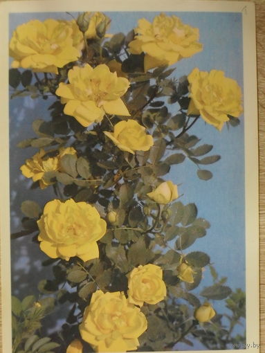 ЧИСТАЯ ОТКРЫТКА СССР. РОЗА "ЛЮТЕЯ ПЛЕНА" фото. Н. МАТАНОВА.1982 год.