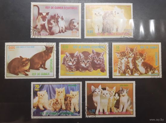 Экваториальная Гвинея. Фауна. Кошки (616)