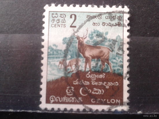Цейлон 1958 Нац. парк, олени