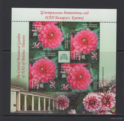 Флора цветы Беларусь 2014 Центральный ботанический сад "Георгина"Диадема"