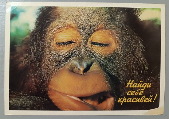Обезьяна. Открытка
