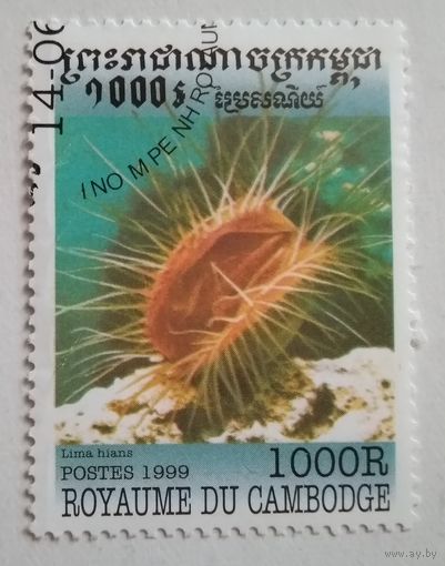 Камбоджа 1999. Моллюск