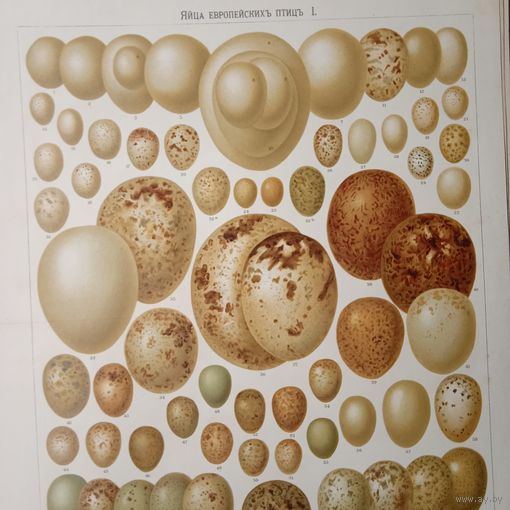 ЯЙЦА Европейскихъ птицъ. I ХРОМОЛИТОГРАФИЯ СПБ конец19в. 31х21см.