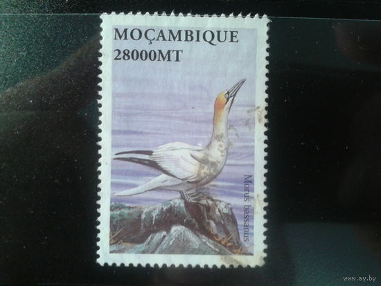 Мозамбик, колония Португалии, 2002. Северная олуша. Mi-2,4 евро гаш.